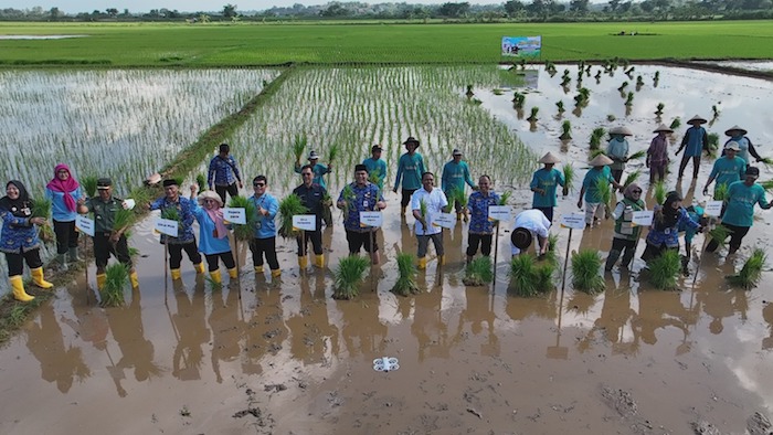 Sinergi PGN, BRIN, dan Pemkab Jepara Kembangkan Padi Biosalin