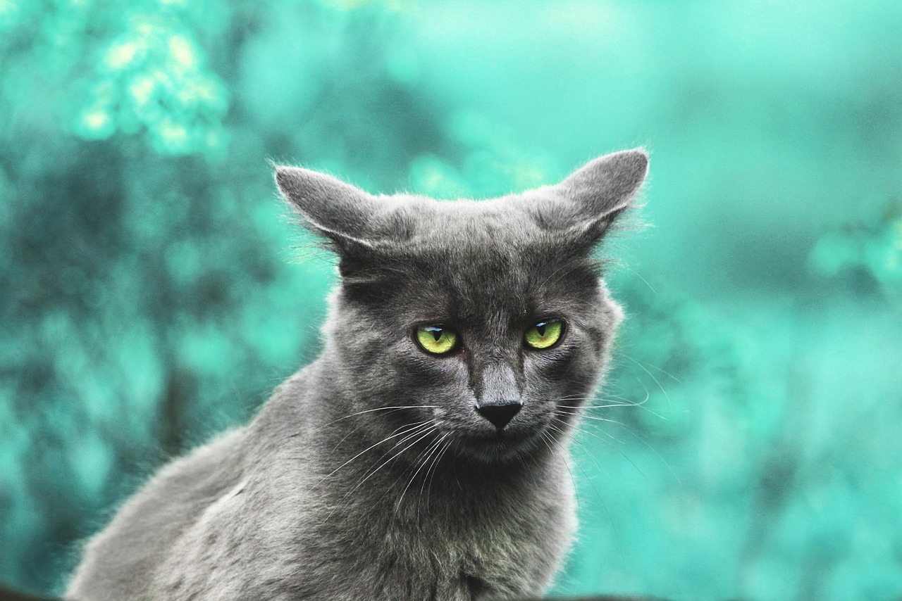 Waduh, Pria di Muara Baru Coba Perdagangkan Anak Kucing Hutan