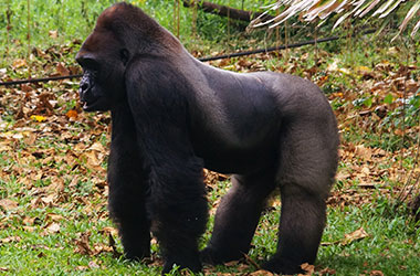 Hari Libur Natal dan Tahun Baru, Pengunjung Ragunan Dihibur Kumbo Si Gorilla