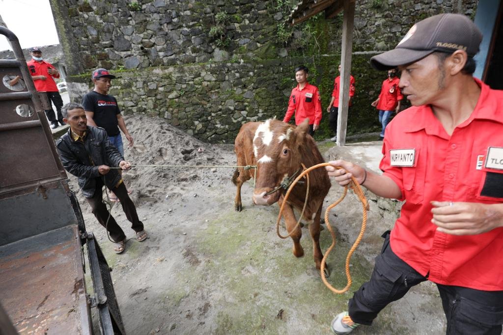 Indonesia Tetapkan Status Keadaan Tertentu Darurat PMK, Kasus Meluas ke 22 Provinsi