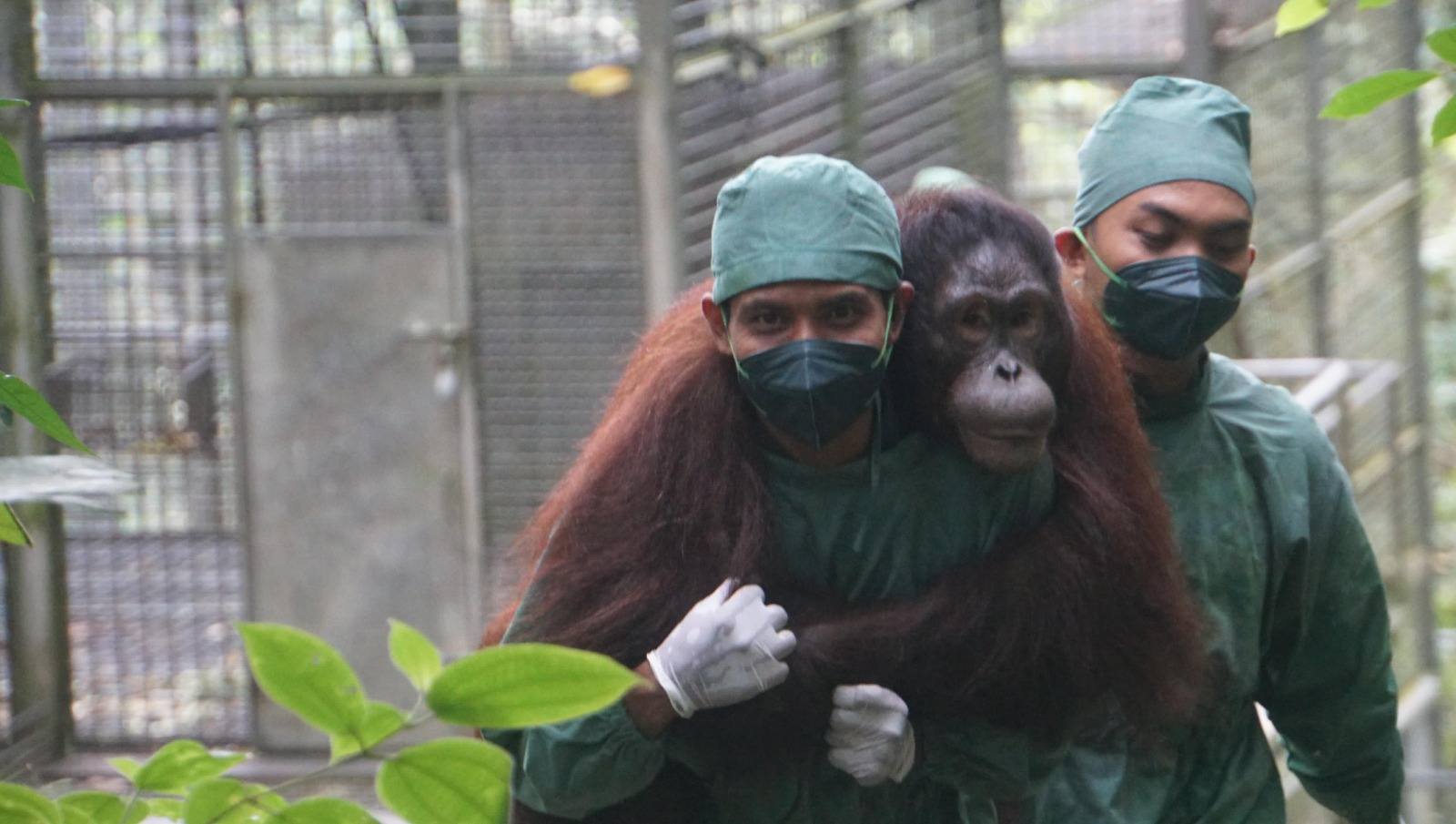 Konservasi Orang Utan dan Rehabilitasi Hutan Jadi Agenda Utama ESG BNI