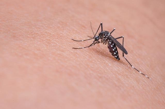 Belasan Orang di Kota Tangerang Suspect Chikungunya, Puskesmas dan Warga Lakukan PSN