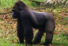 Hari Libur Natal dan Tahun Baru, Pengunjung Ragunan Dihibur Kumbo Si Gorilla