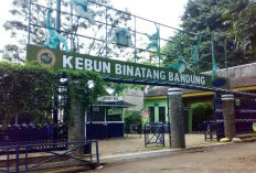 Terdakwa Korupsi Kebun Binatang Bandung Cabung Gugatan ke Walikota