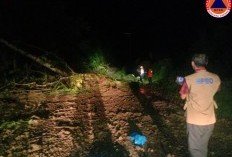 Tiga Pengendara Jatuh ke Jurang Akibat Tanah Longsor di Mamuju, Satu Luka Berat Dua Lainnya...