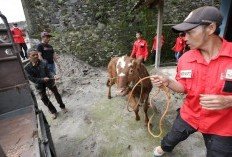 Indonesia Tetapkan Status Keadaan Tertentu Darurat PMK, Kasus Meluas ke 22 Provinsi