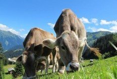 Ketentuan dan Keutamaan Menyembelih Hewan Kurban di Hari Raya Iduladha