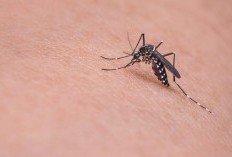 Belasan Orang di Kota Tangerang Suspect Chikungunya, Puskesmas dan Warga Lakukan PSN