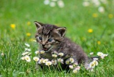 Simak! 8 Dampak Bermain Kucing Bagi Kesehatan yang Perlu Diwaspadai